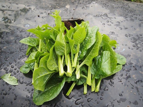 ツルムラサキの上手な保存方法 | 知っておきたい野菜の栄養・効能